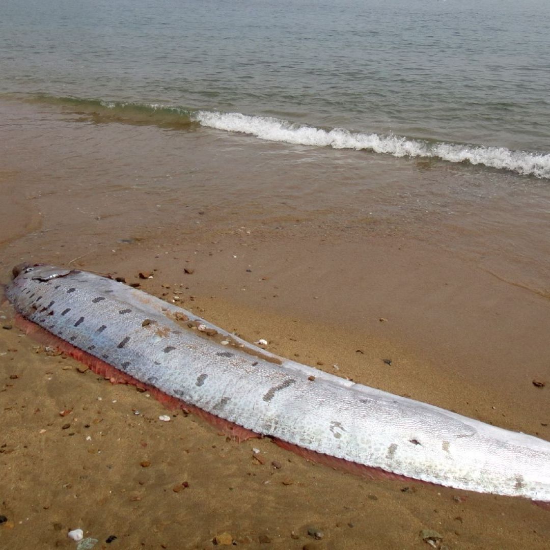 Un pez remo o del fin del mundo apareció en Baja California Sur en días recientes. Conoce cuál es el tamaño máximo que podría alcanzar