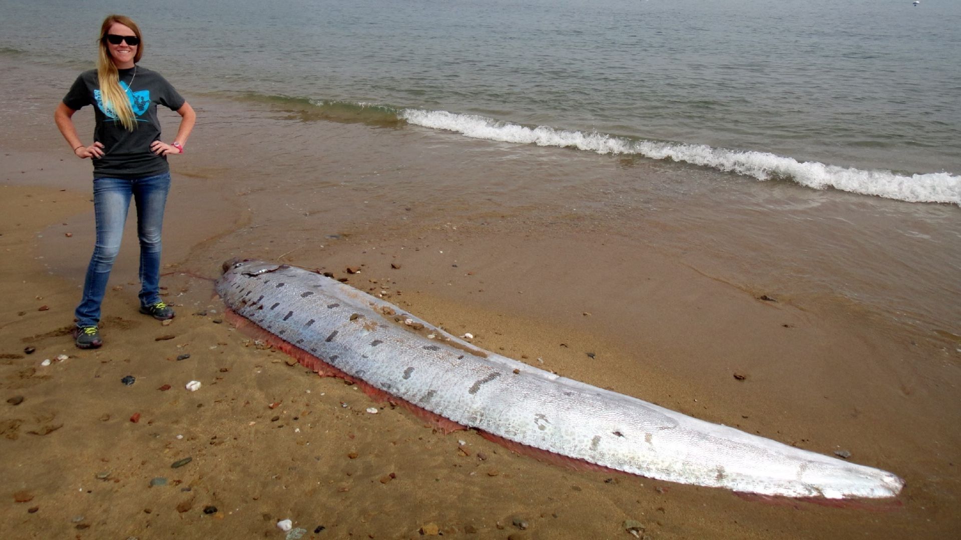 Un pez remo o del fin del mundo apareció en Baja California Sur en días recientes. Conoce cuál es el tamaño máximo que podría alcanzar