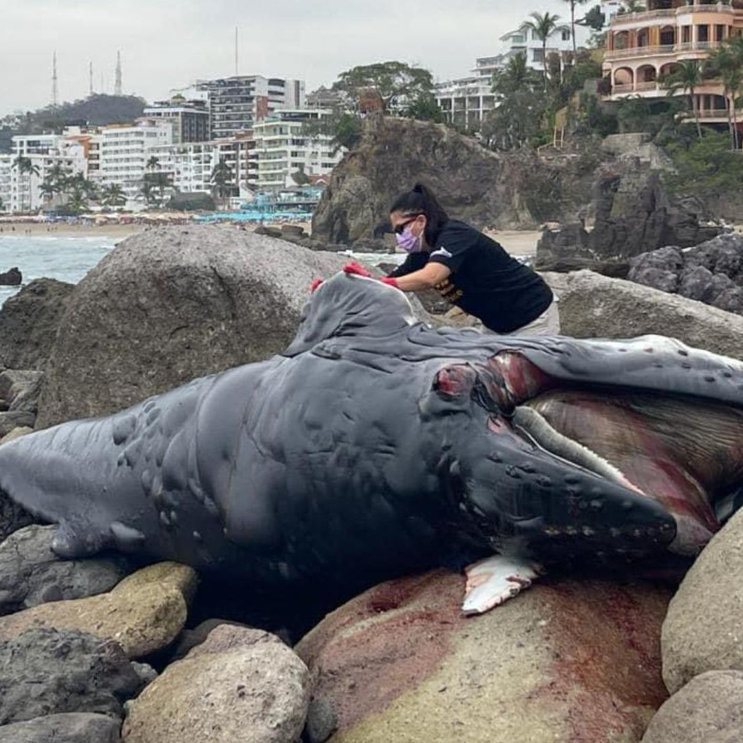 Hallan Ballenato Muerto Sobre Rocas en Puerto Vallarta; Suman 6 Varamientos en el Pacífico