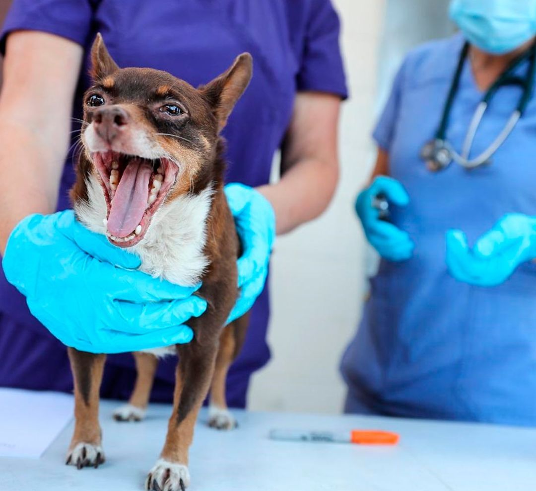Veterinarias públicas