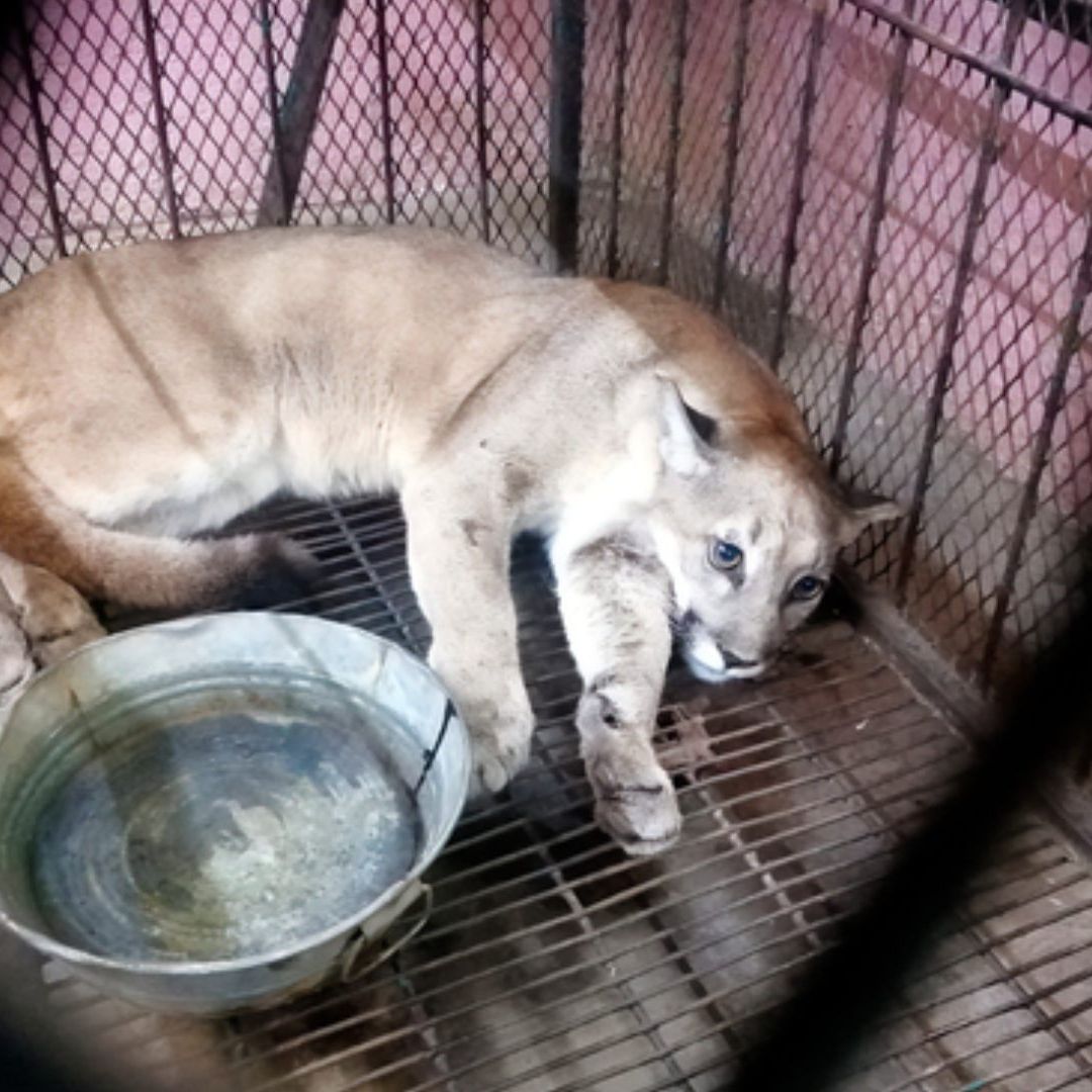 Qué Pasó con Jorge el Puma Rescatado en Santiago Miahuatlán, Puebla: Profepa lo Reubica