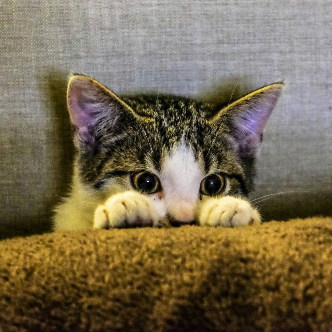 Alimentos que debes evitar en gatos