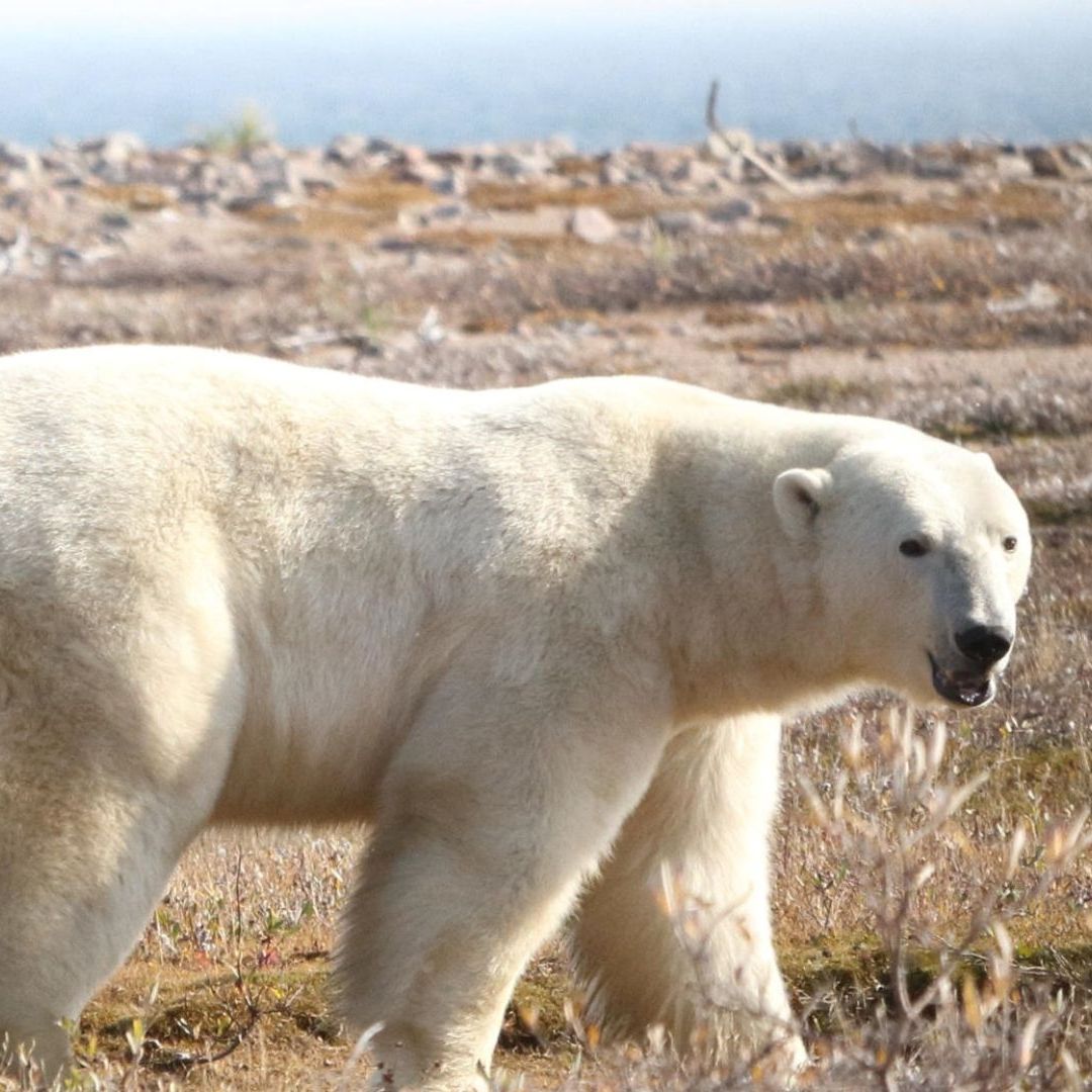 Los osos polares están en riesgo de morir de inanición si el verano ártico se alarga