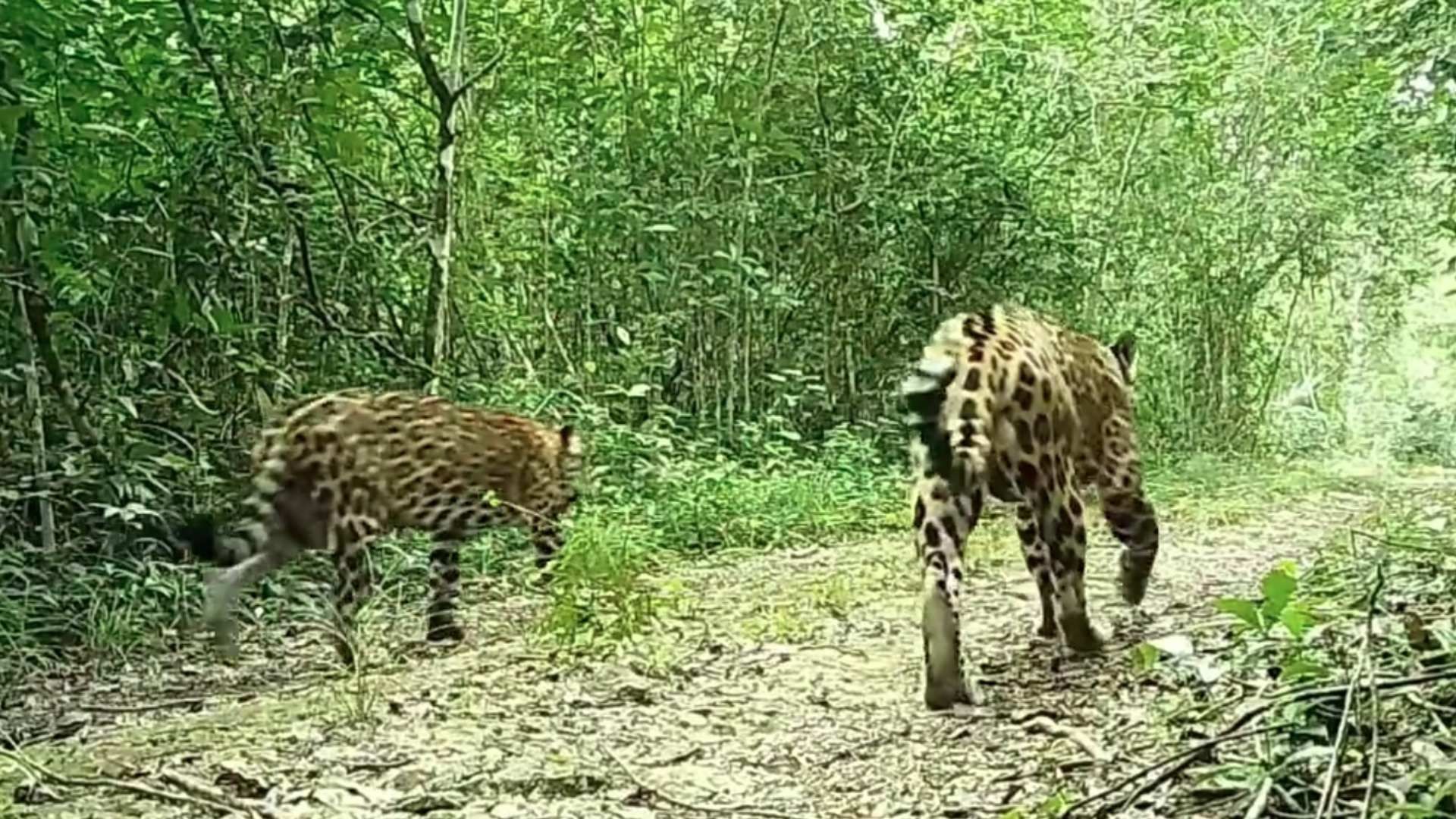 El Grupo de Expertos del Jaguar en México señala que esa especie está en peligro de extinción por el tráfico y la caza ilegal.