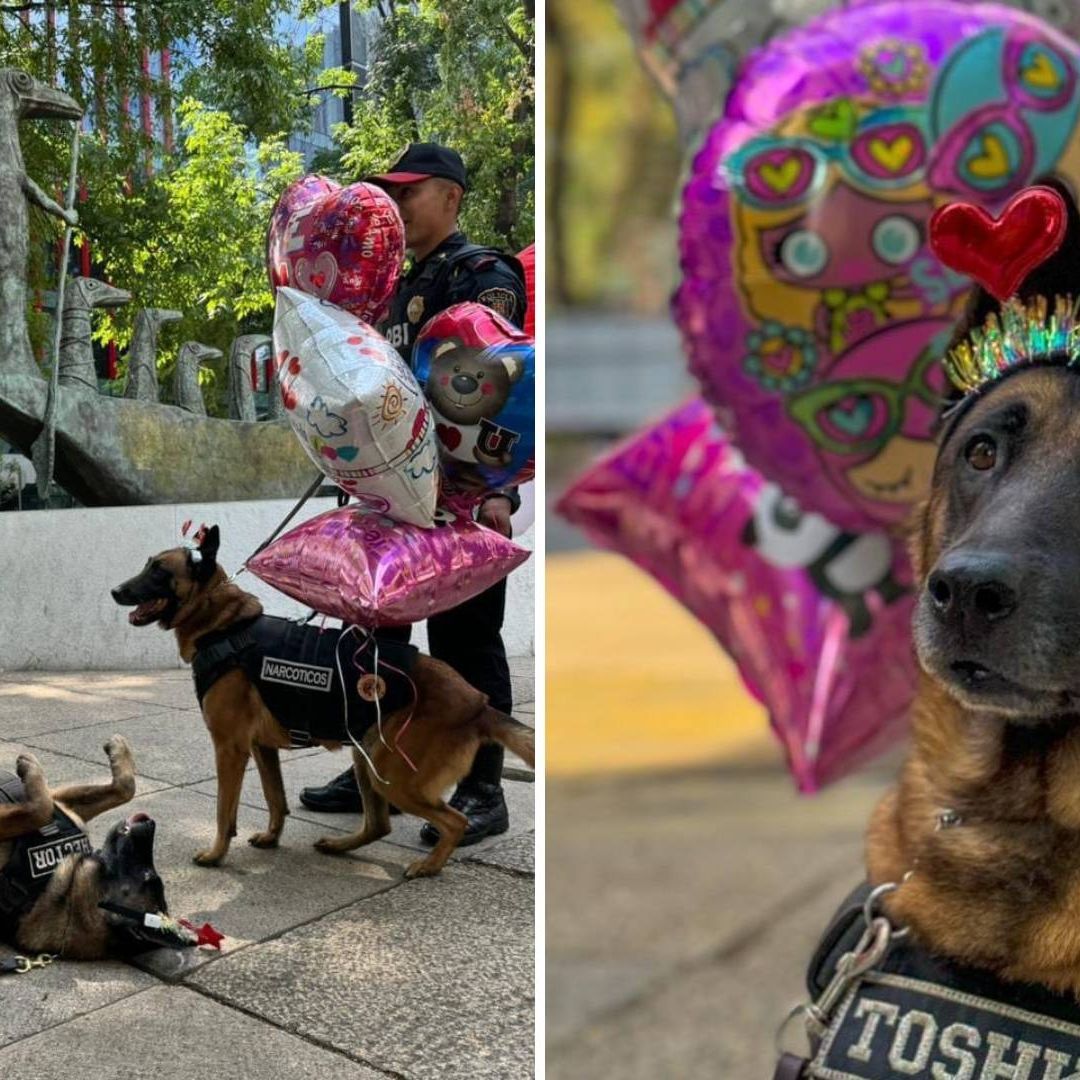 Perritos Policía Reparten Amor por San Valentín en CDMX
