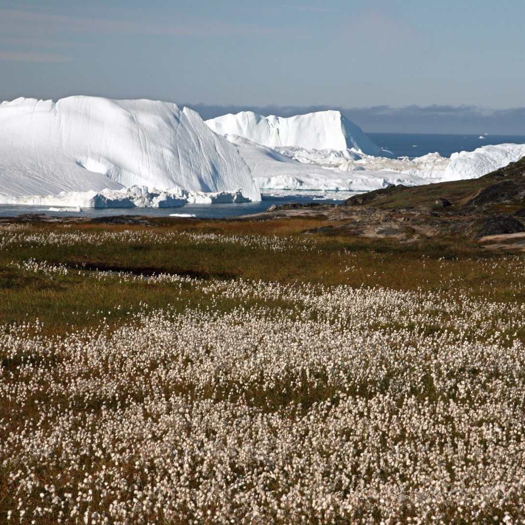 Plantas Empiezan a Sustituir el Hielo en Groenlandia; Afirman Que Será Peor