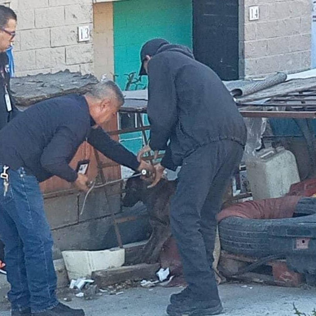 Autoridades rescataron a perros en situación de maltrato en Tijuana