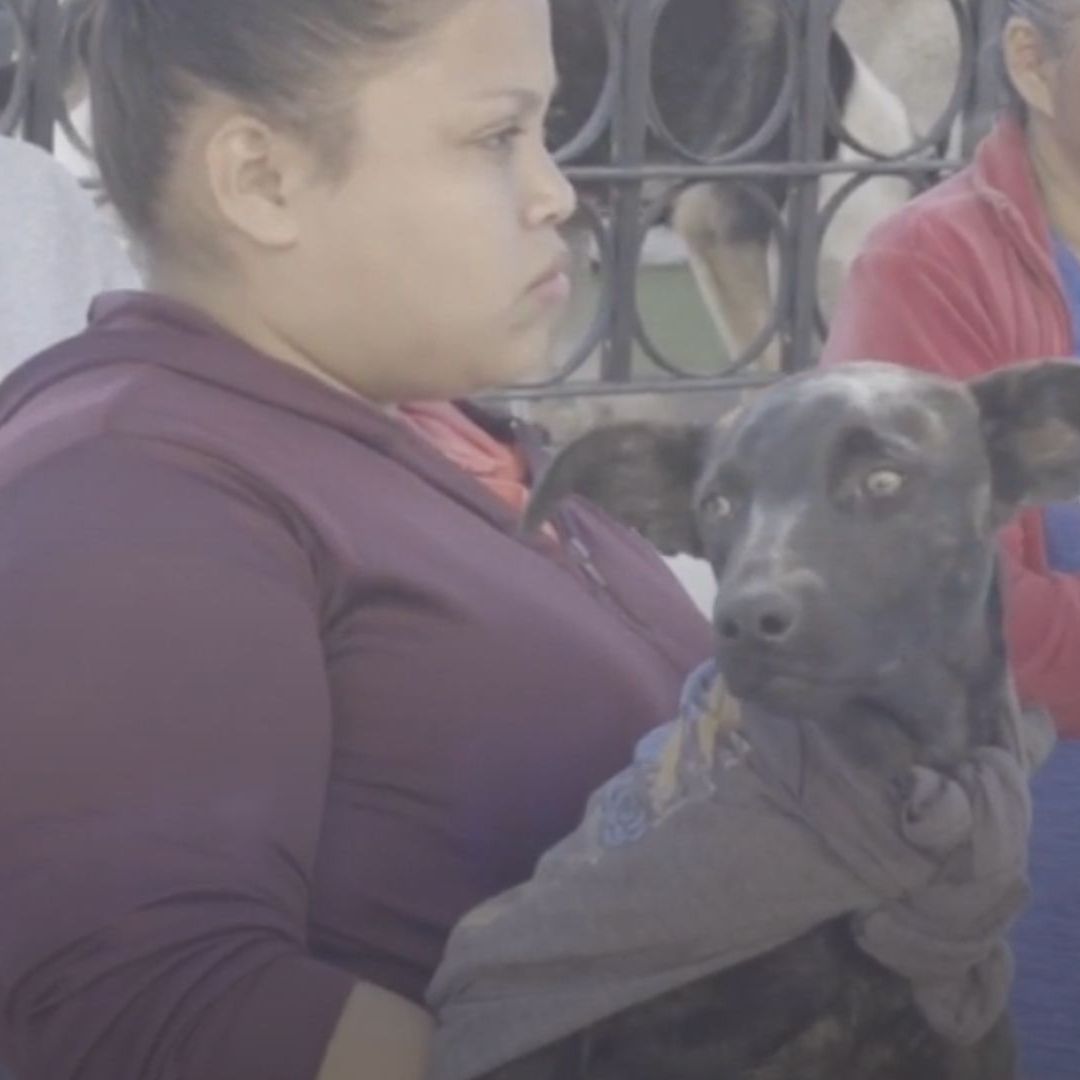 vacunación antirrábica de mascotas