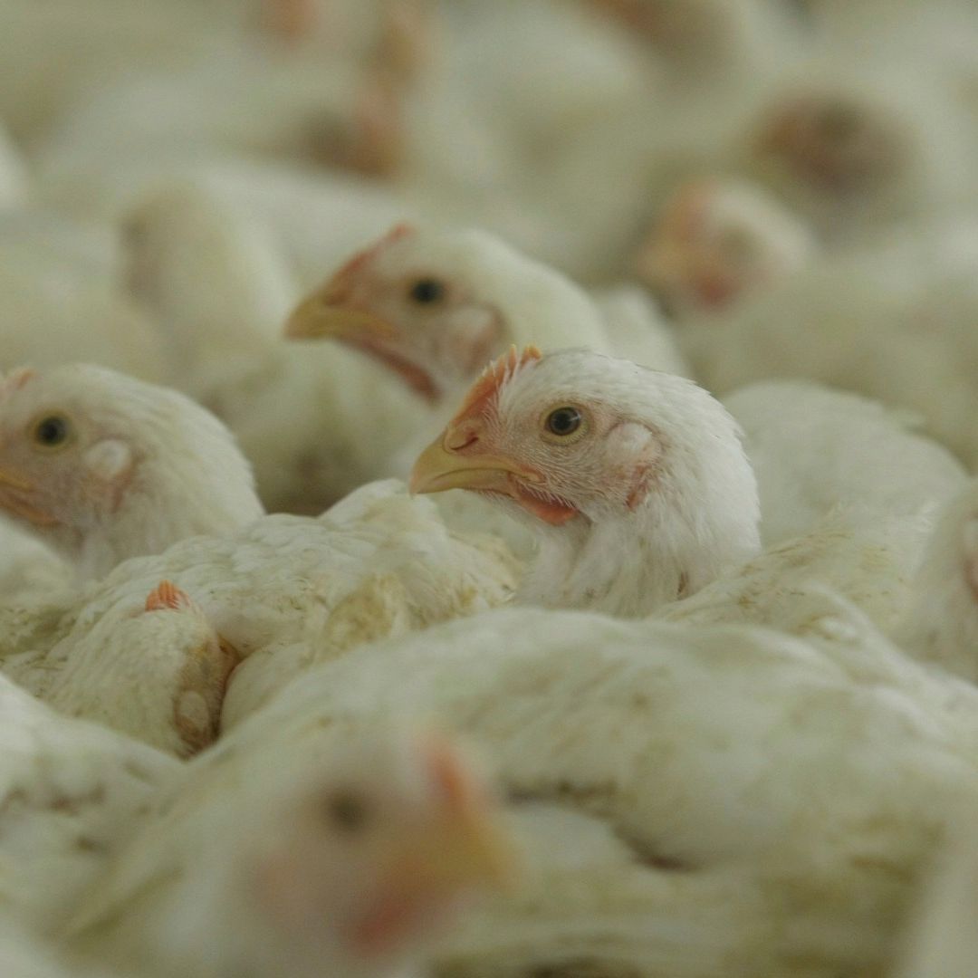 El Departamento de Agricultura de Estados Unidos de América (EUA) está a unos 18 meses de identificar una vacuna para la cepa actual de la gripe aviar