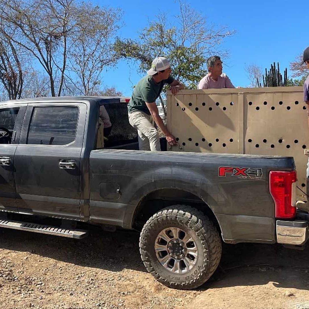 El santuario Ostok fue víctima de un robo violento en Sinaloa