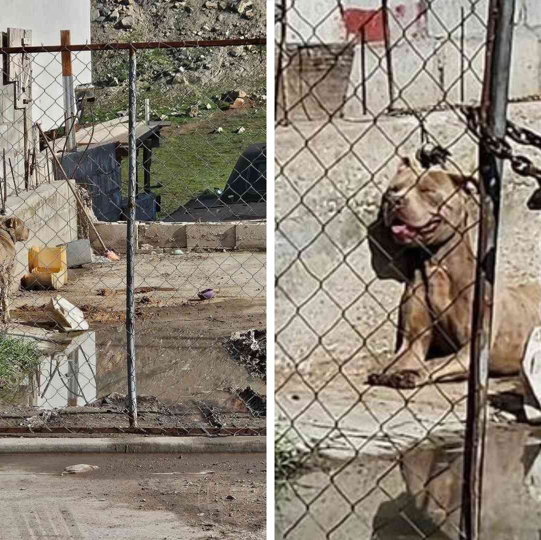 Denuncian Presunto Caso de Maltrato Animal en Tijuana; El Perro Vive Encadenado