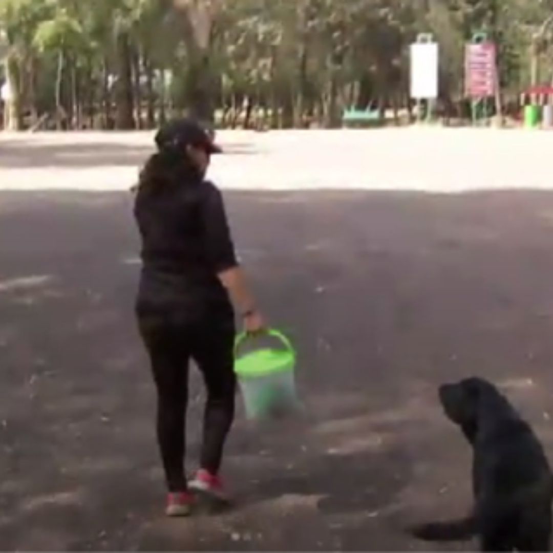 Ejecuciones a Perritos Preocupan a Vecinos del Bosque de Nativitas