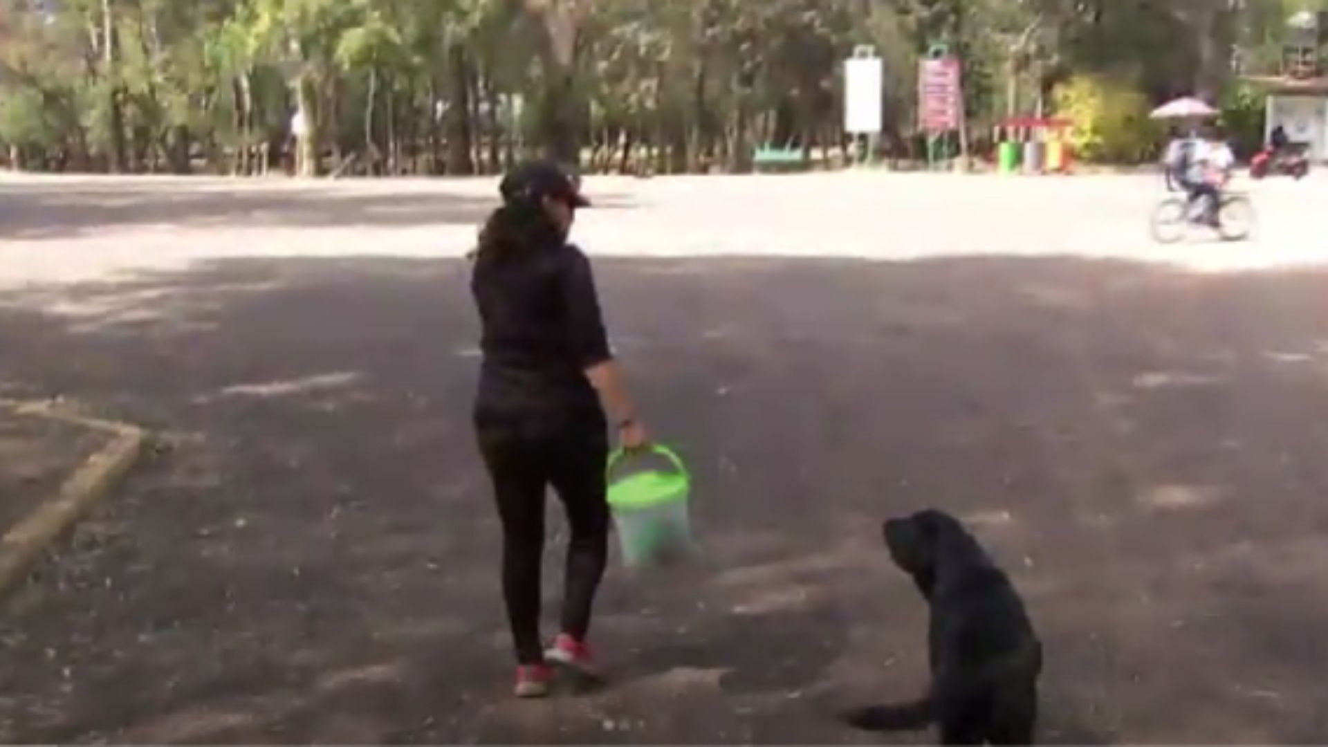 Ejecuciones a Perritos Preocupan a Vecinos del Bosque de Nativitas