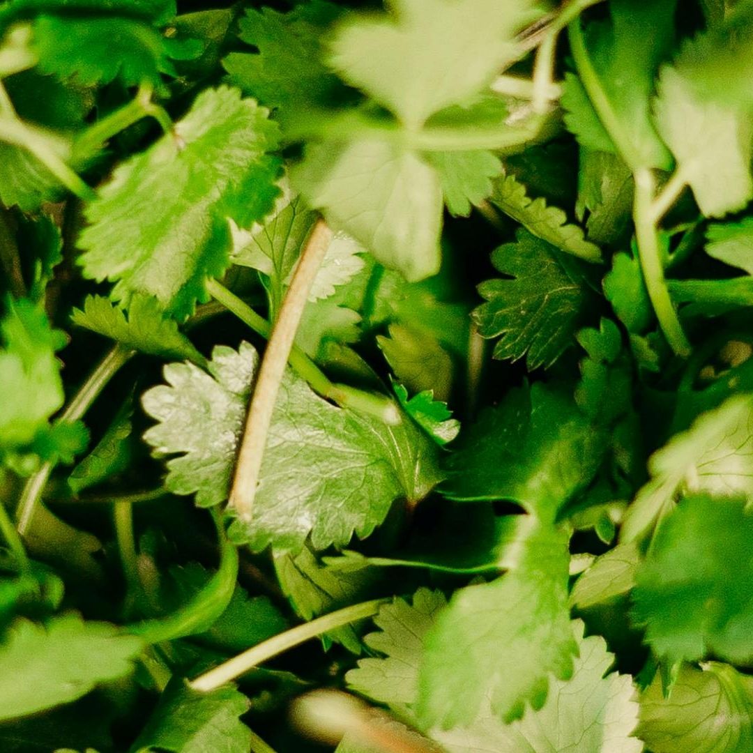 24 de febrero, Día Internacional del Odio al Cilantro