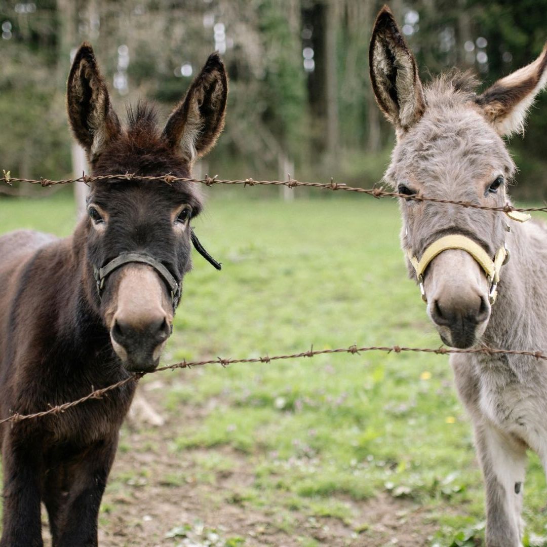 Maltrato Animal: Hombre Golpea a Burro y Mula en Huejotzingo, Puebla