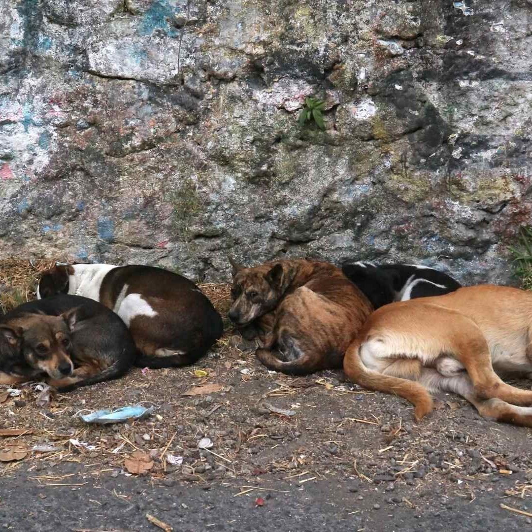 Perritos callejeros