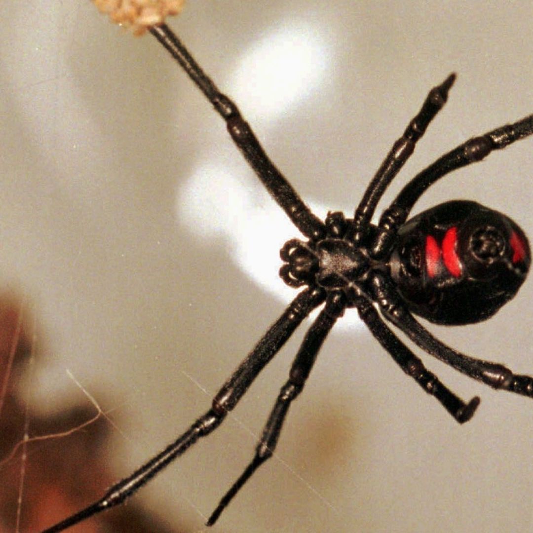 Síntomas por picadura de viuda negra