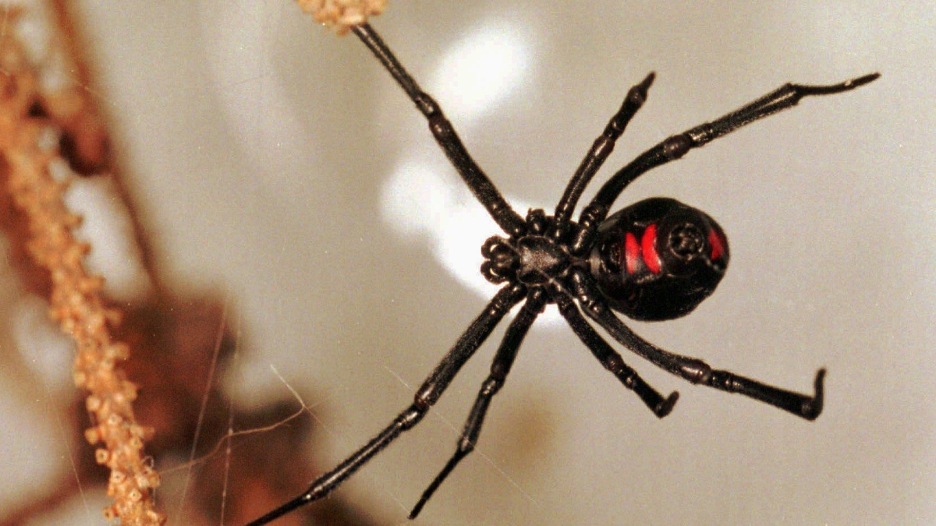 Síntomas por picadura de viuda negra