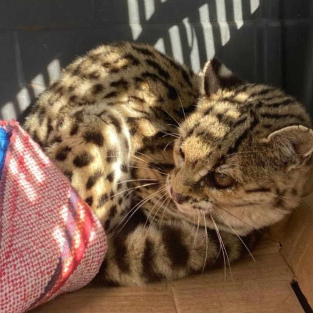 felino rescatado en jalpan de serra