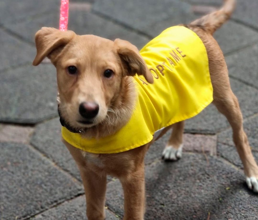 Perro rescatado es puesto en adopción