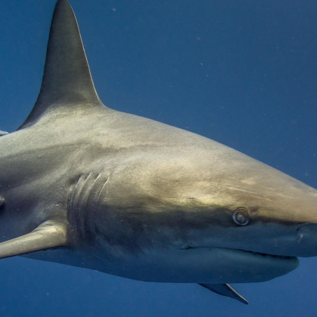 Tiburón Ataca a Pescador Mientras Trabajaba en Playa de Quintana Roo