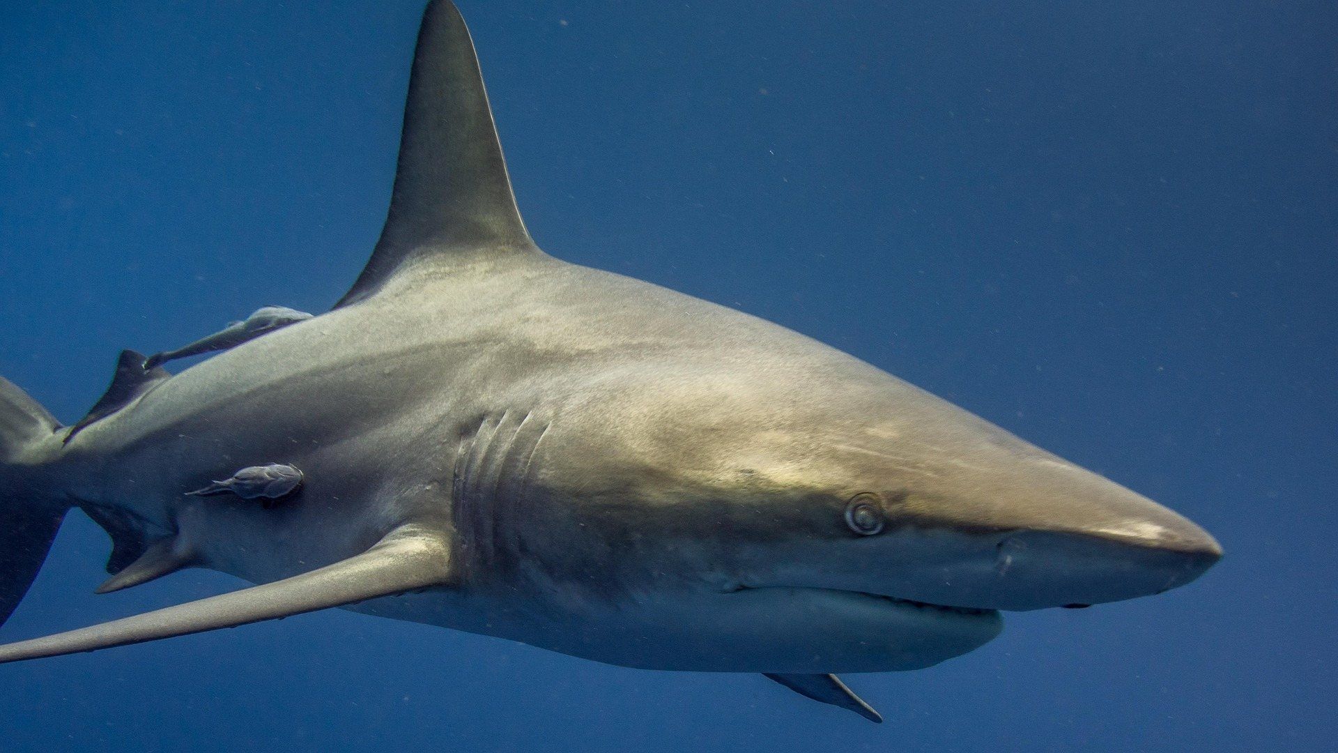 Tiburón Ataca a Pescador Mientras Trabajaba en Playa de Quintana Roo