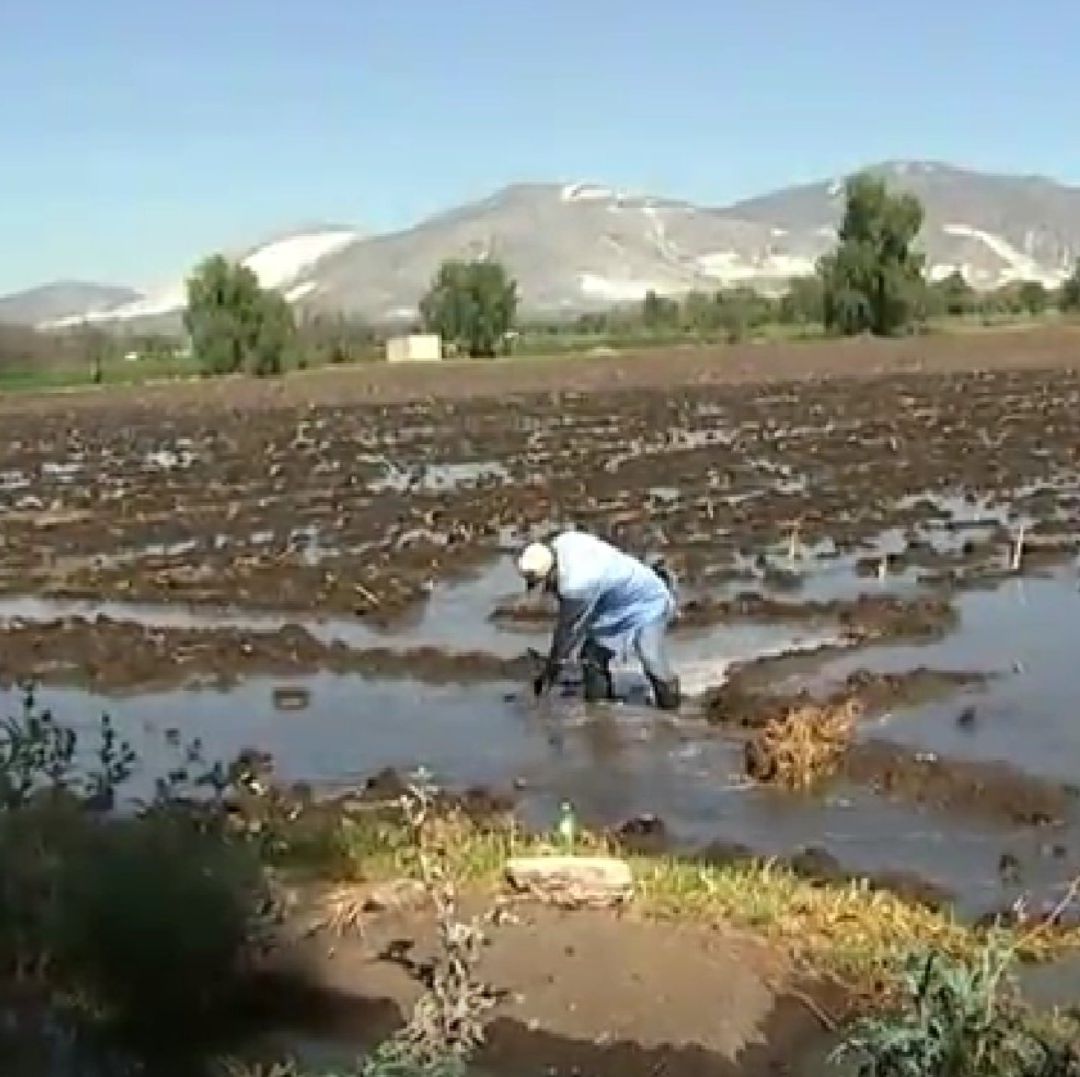 Enormes Cantidades de Agua Se Desperdician en la Producción Agrícola en México