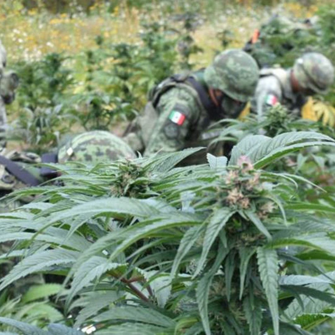 Ejército y Fuerza Aérea Destruyen 289 Sembradíos de Amapola y Marihuana en 5 Estados del País
