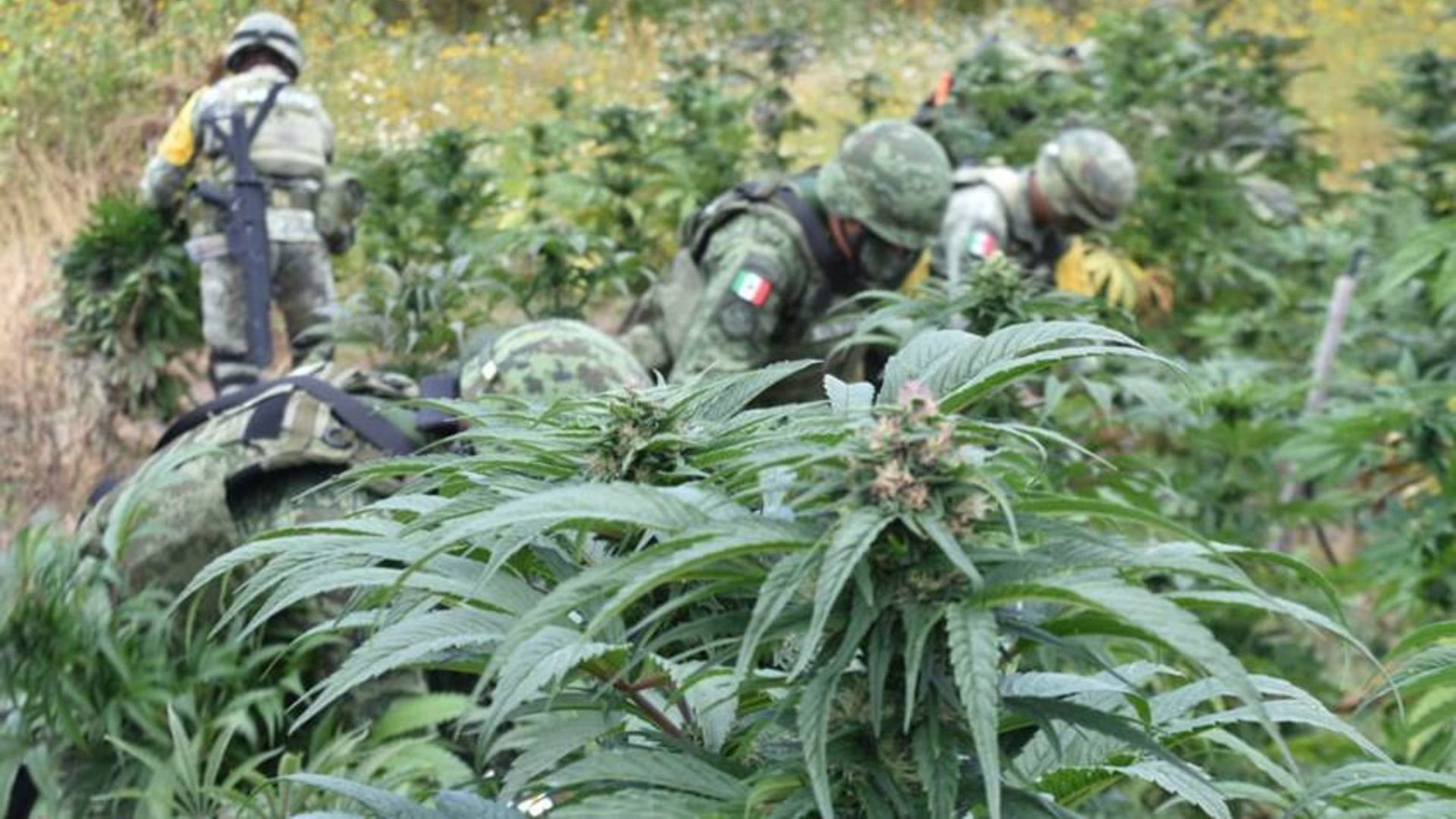 Ejército y Fuerza Aérea Destruyen 289 Sembradíos de Amapola y Marihuana en 5 Estados del País