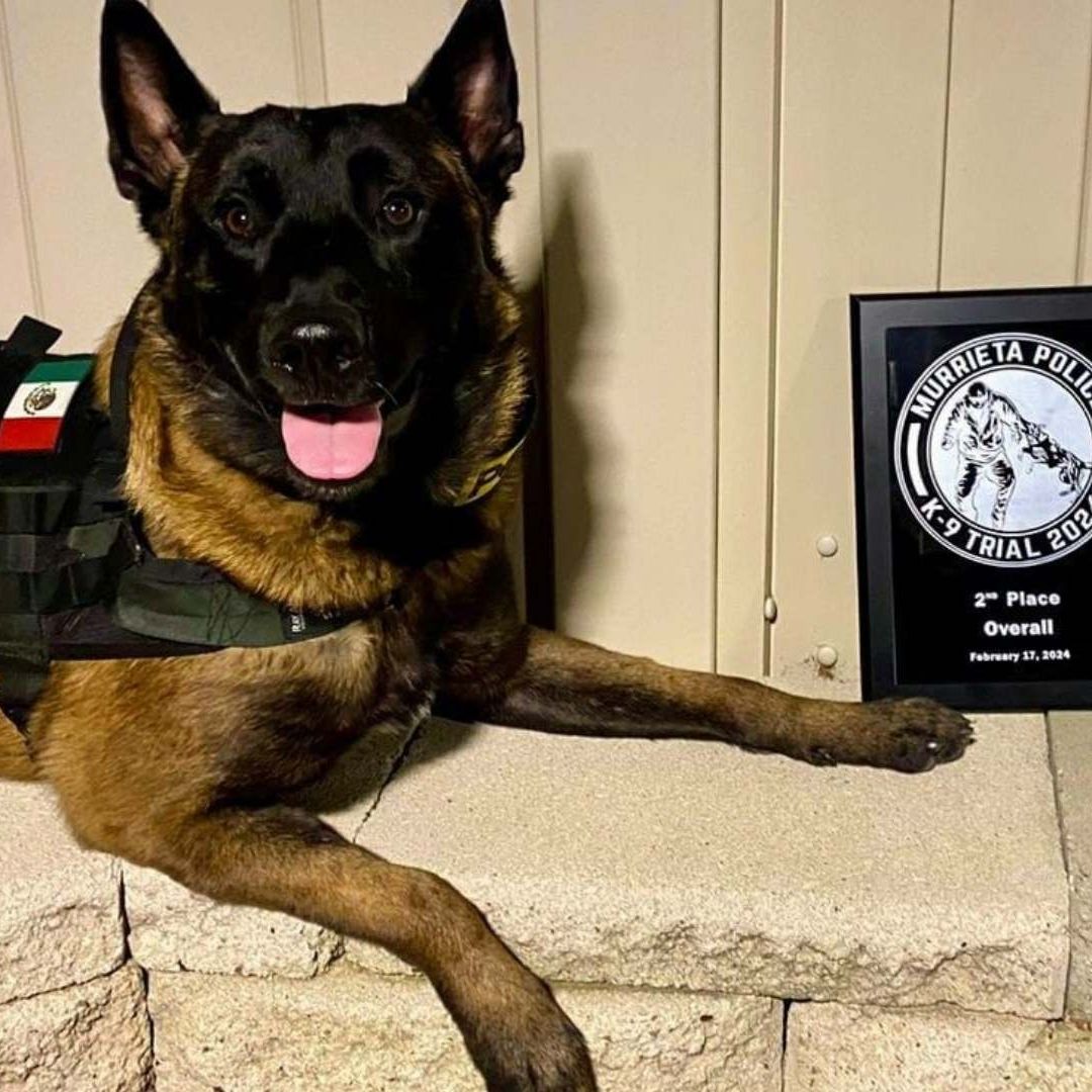 'Willie' Agente K9 de Tijuana, Obtiene 2do Lugar en Competencia Internacional