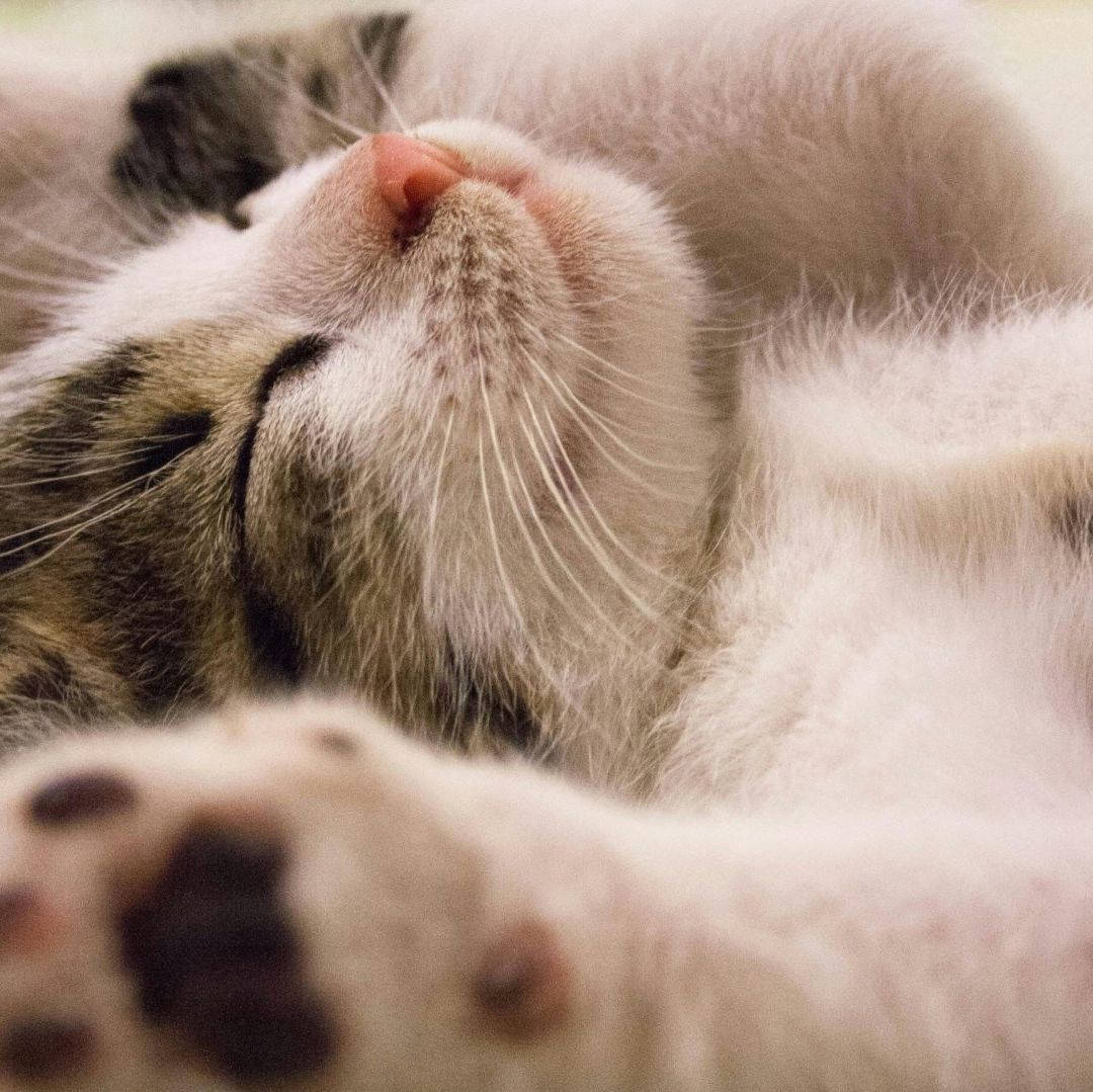 Día del Gato y Otras Efemérides del 20 de Febrero en México