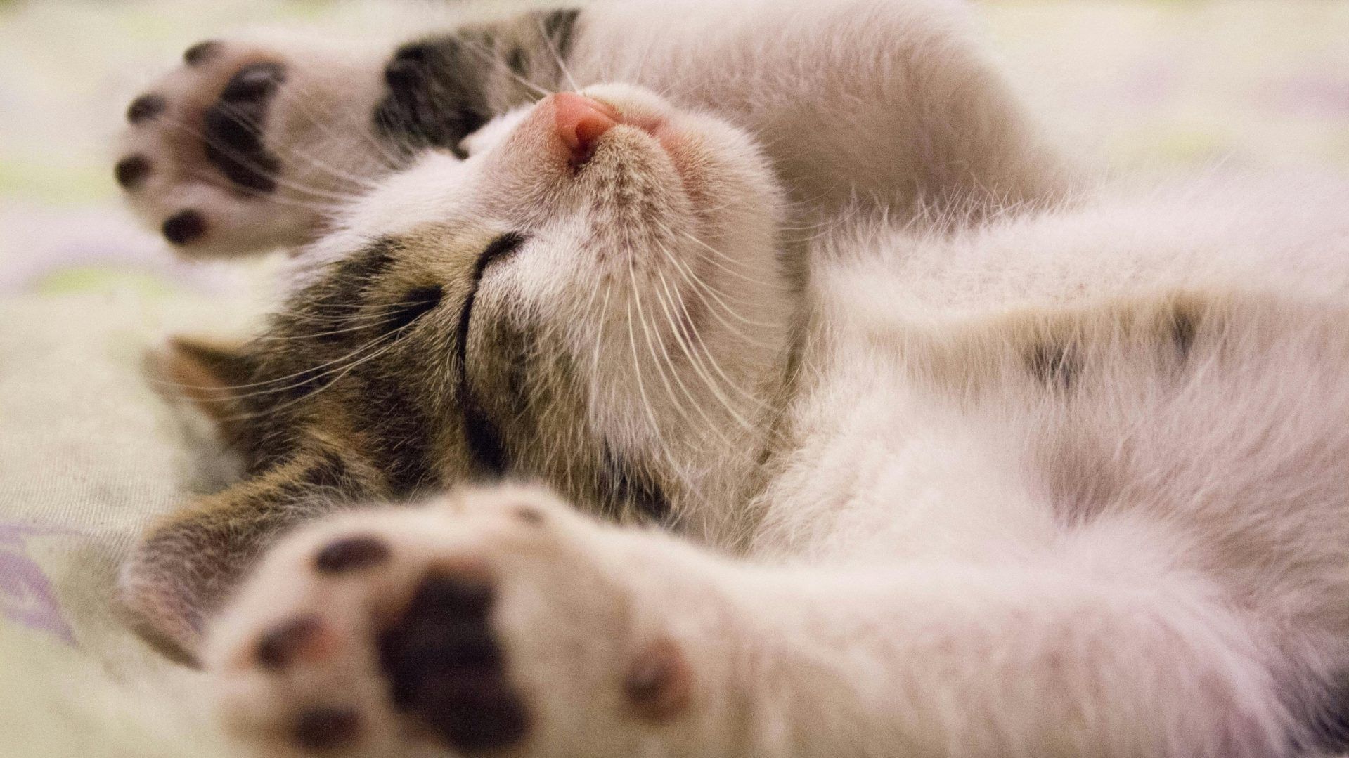 Día del Gato y Otras Efemérides del 20 de Febrero en México
