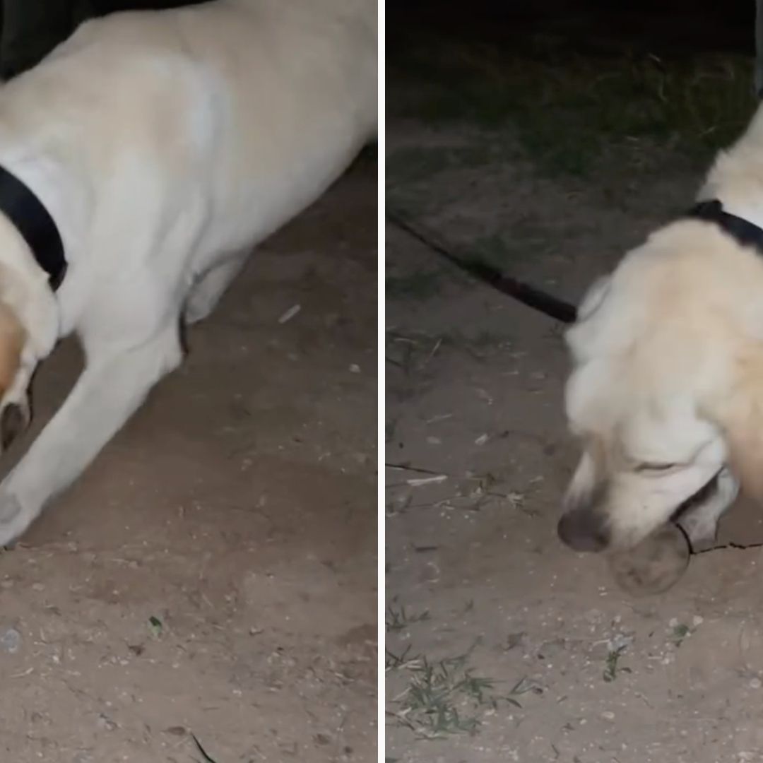 Comienzan Actividades de “Flaco”, el Perrito Buscador de Desaparecidos en Mexicali