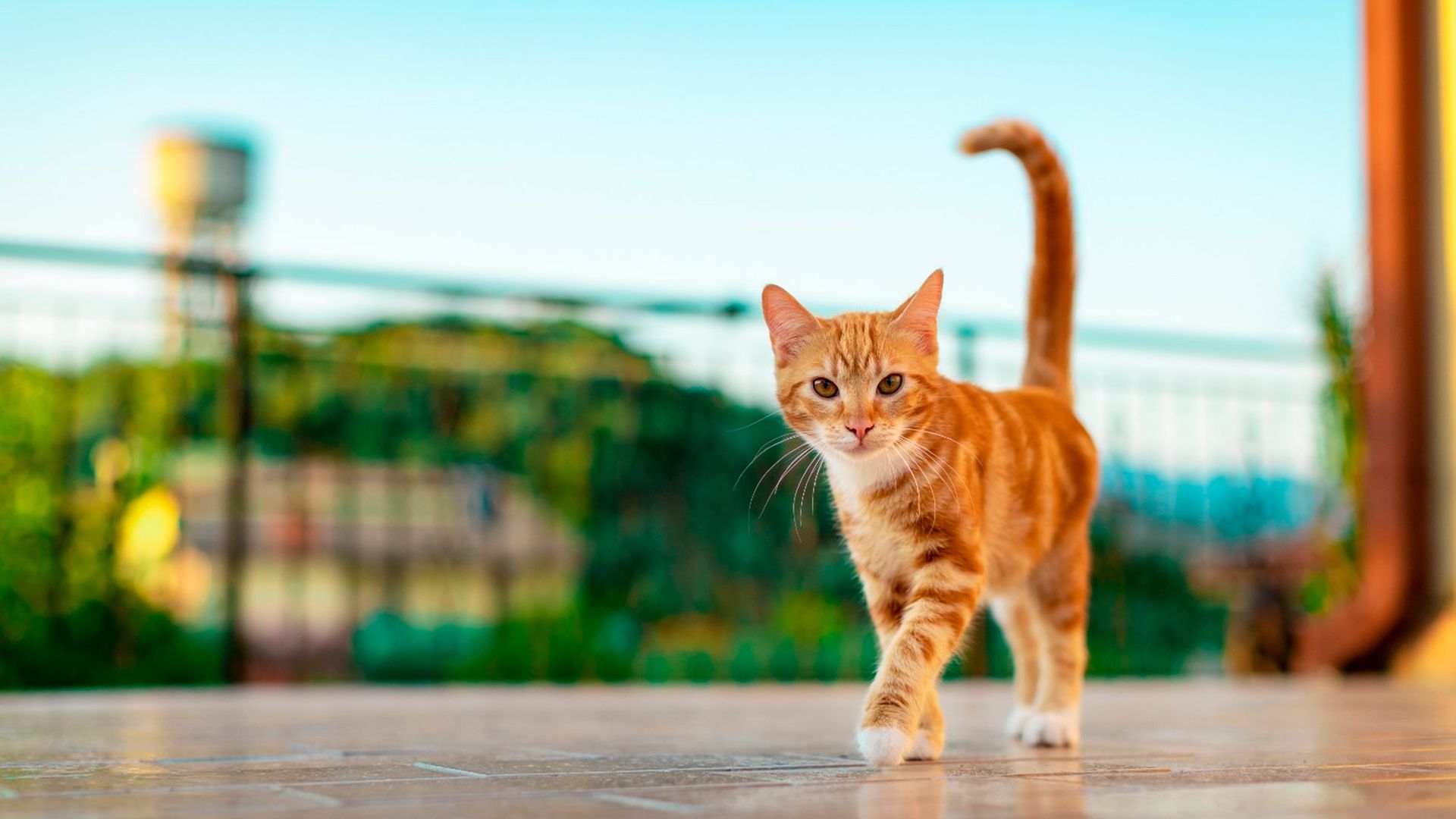 Gato caminando