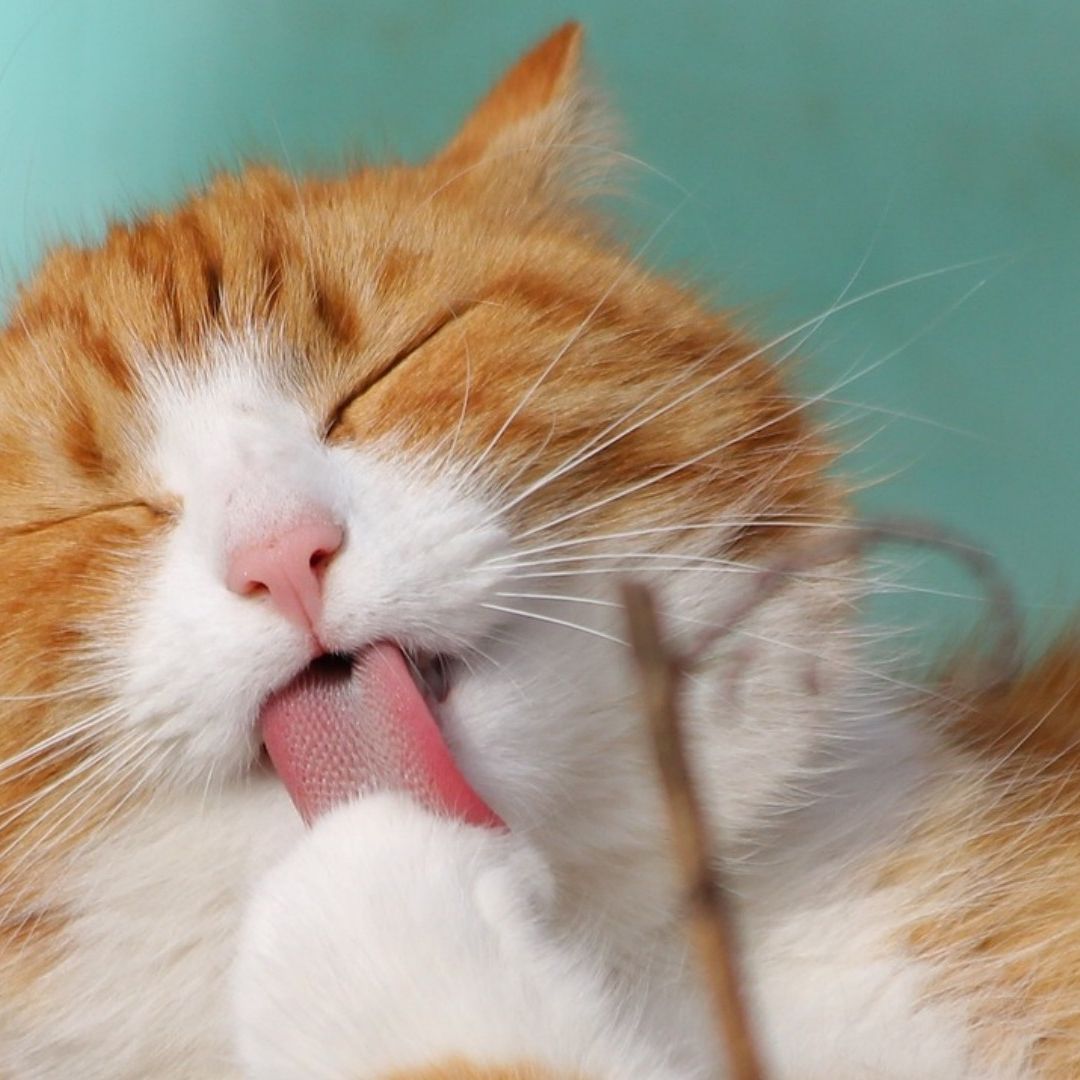 Por qué se celebran tres días del gato al año