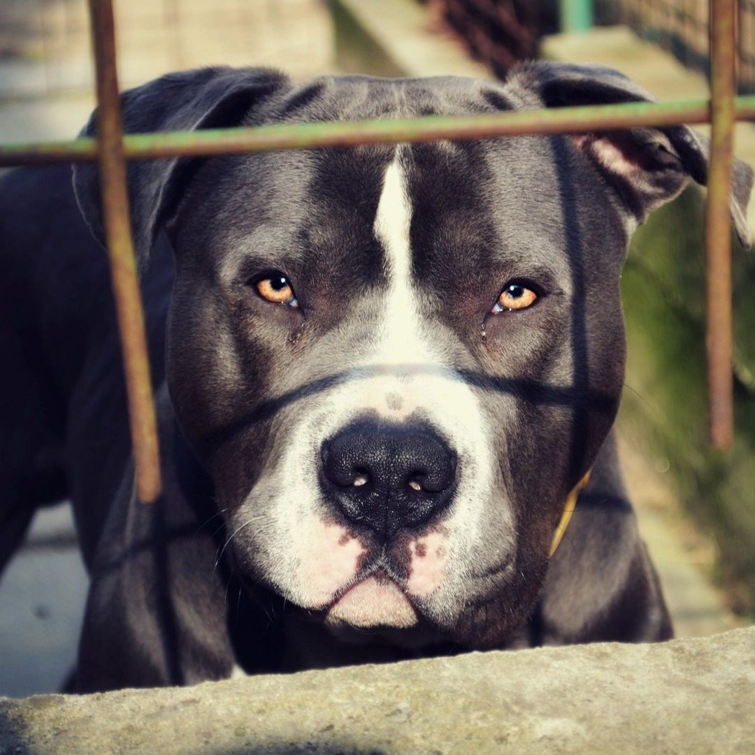 Criador de Perros Muere por Ataque de Sus Pitbull