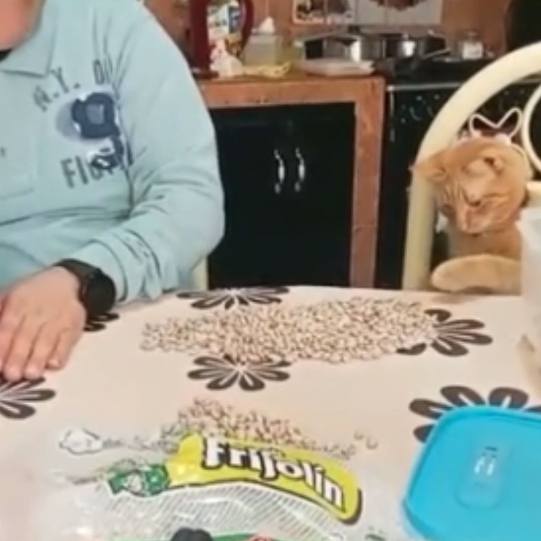 ¡’Michi’ Sorprendente! Gatito Ayuda a Sus Dueños Limpiando Frijoles y se Vuelve Viral en Redes Sociales