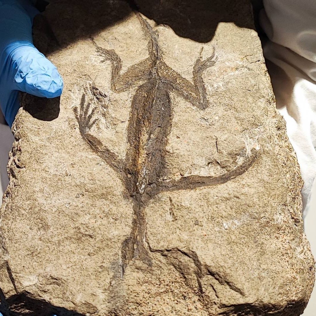 Fósil de ‘Tridentinosaurus antiquus’ resultó ser pintura
