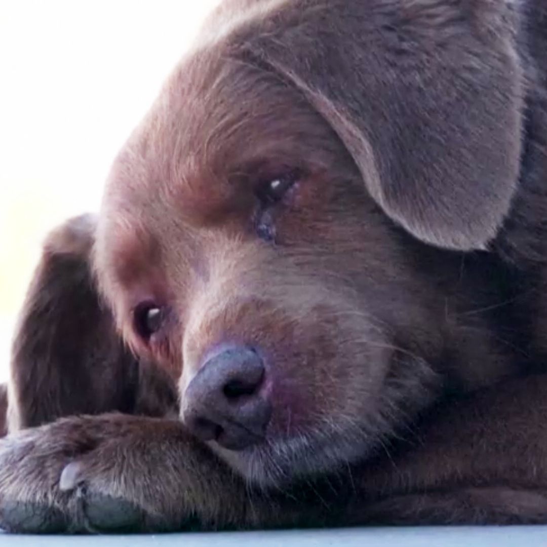 Retiran Récord del Perro Más Viejo del Mundo a Bobi Al No Poder Probar Que Tenía 31 Años
