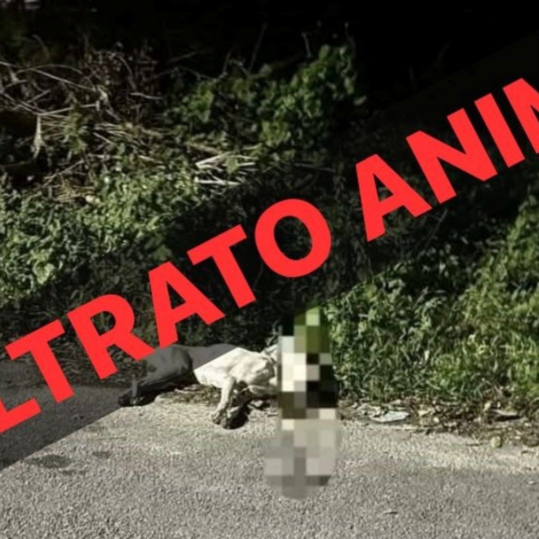 No al maltrato animal hombre golpea a perro y le provoca muerte clínica en Quintana Roo