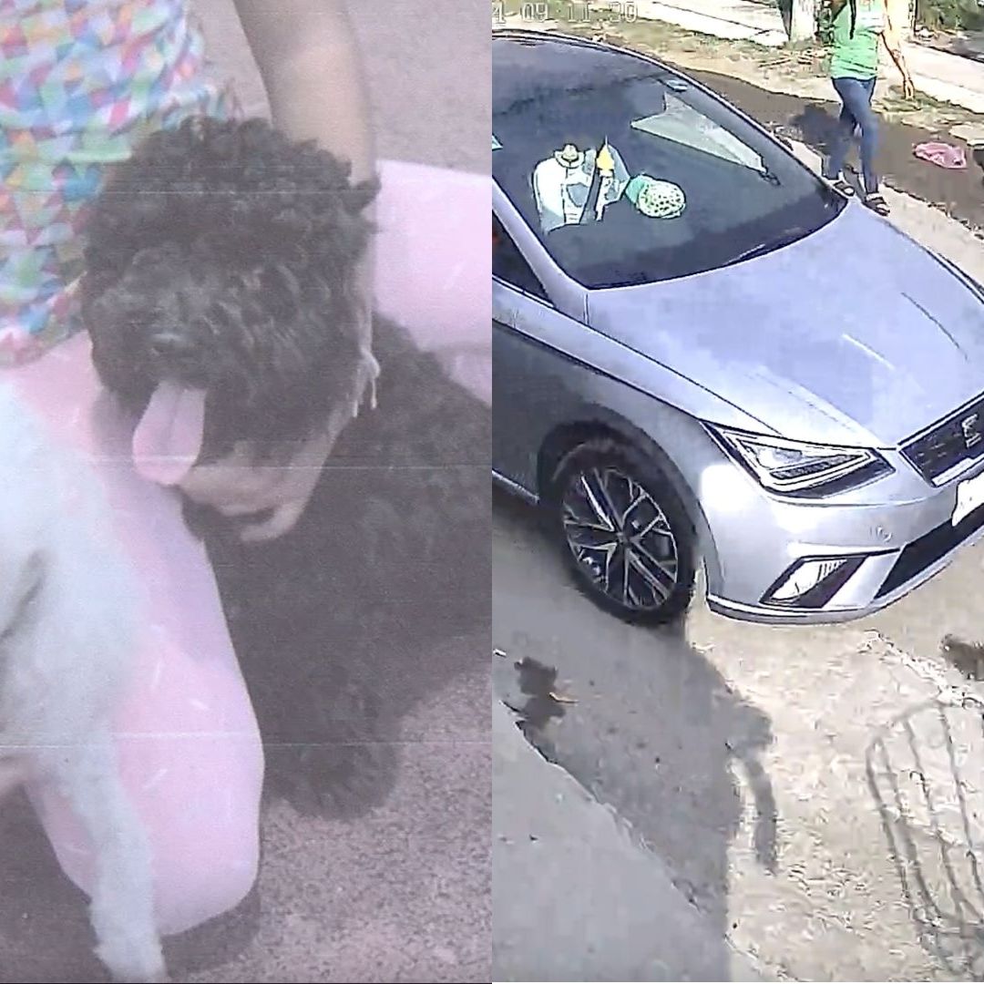 Video mujer atropella a dos perros