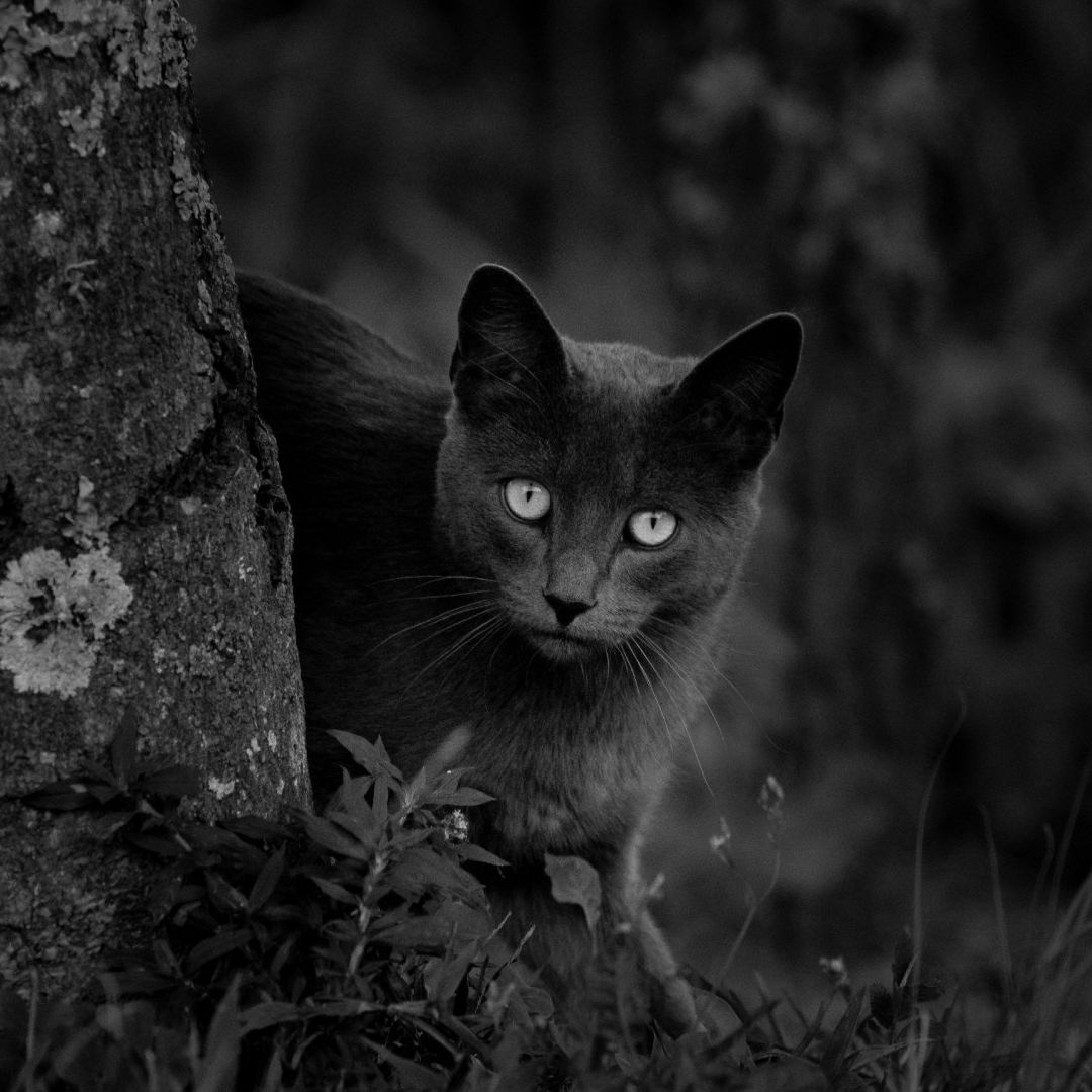 Gato negro en la oscuridad