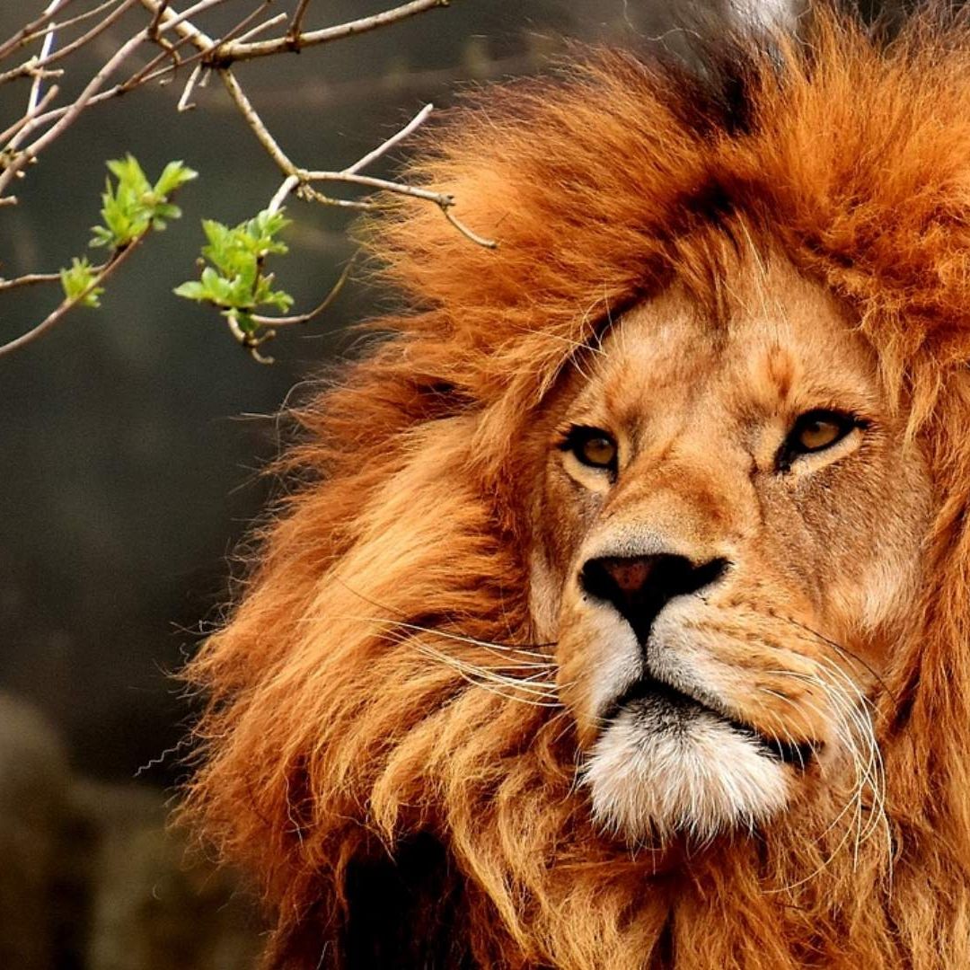 Hombre es atacado por león al tratar de tomarse una foto