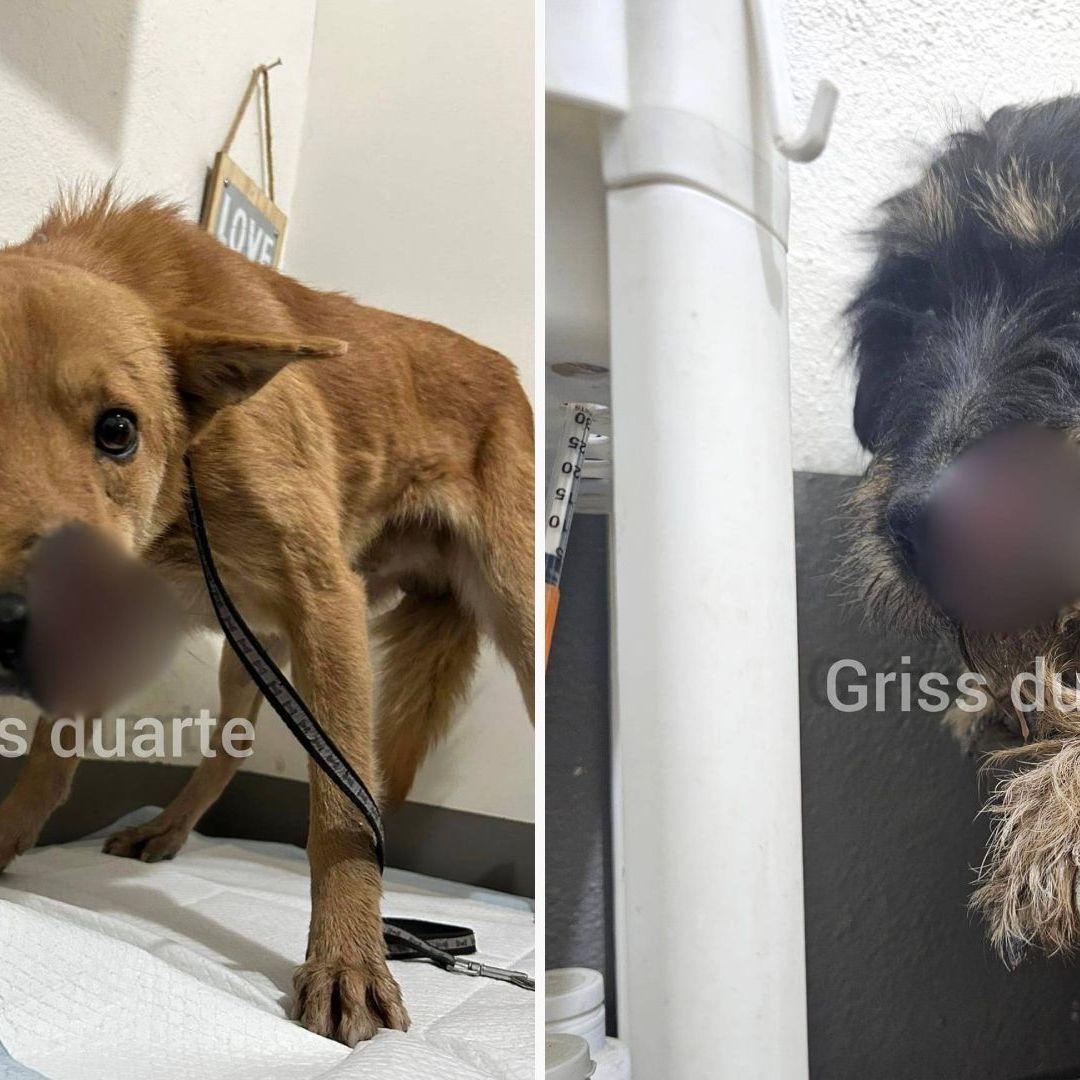 Atacan a Perritos con Machete en Tijuana