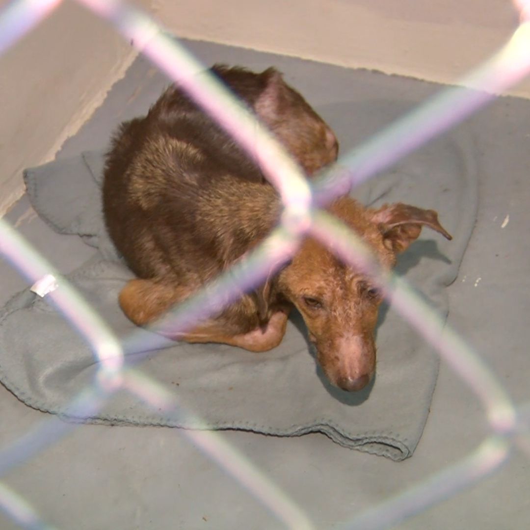 Perritos Rescatados en Mexicali Tenían Desnutrición y Sarna, Determinan Veterinarios