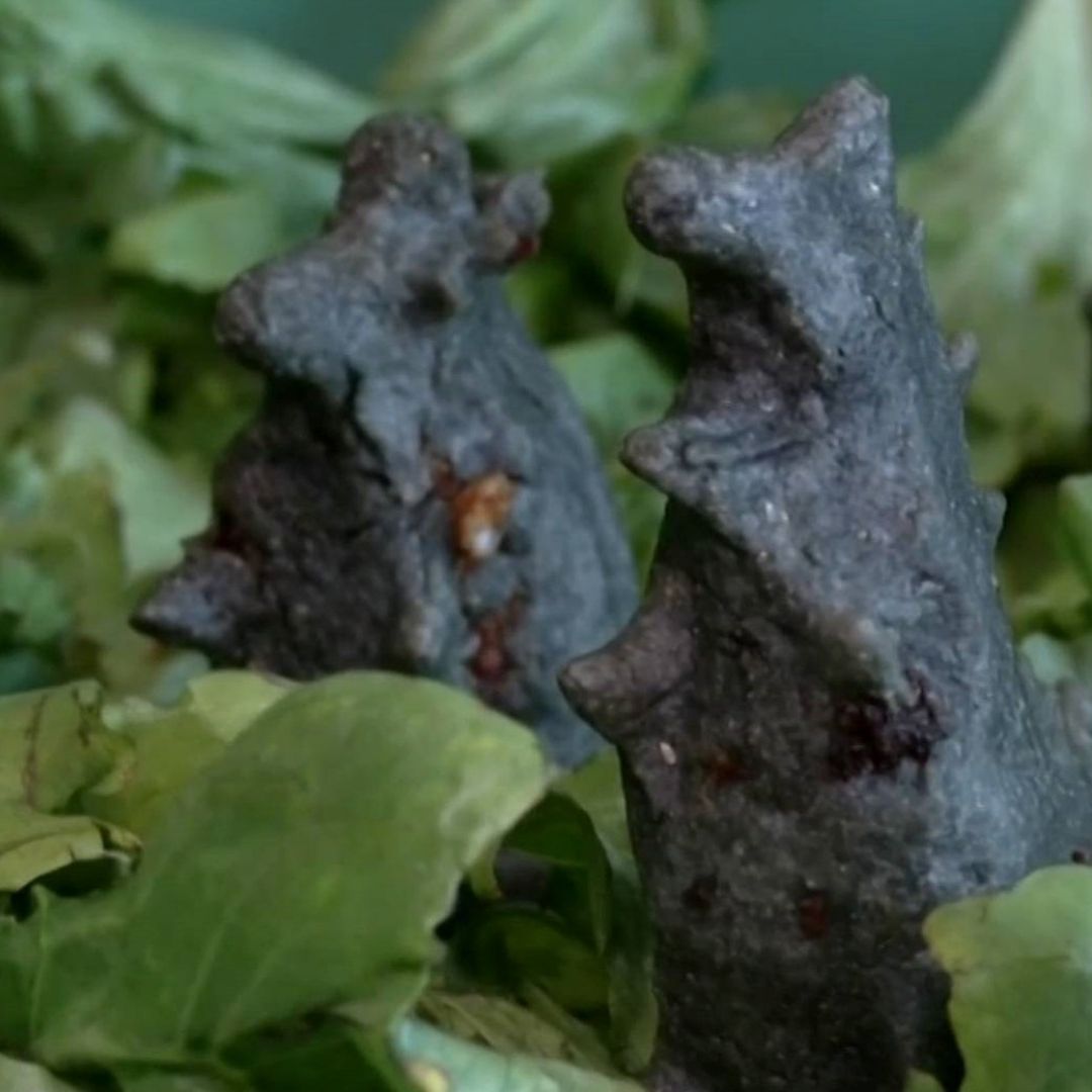 Dinoquesadillas, el original manjar de la CDMX