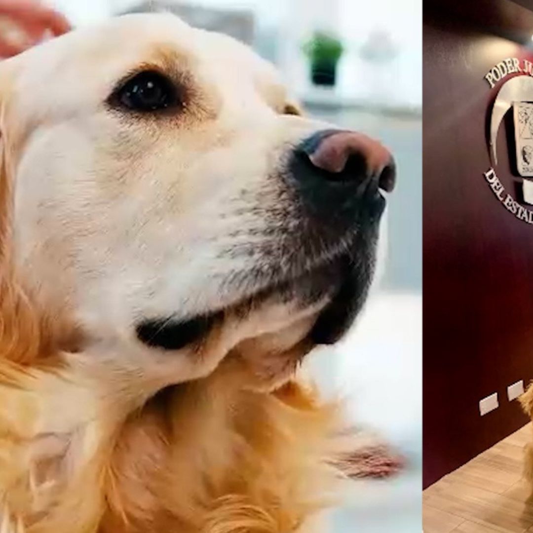 Perrita Ayudó a que Menores Declararan en un Juicio en Sonora