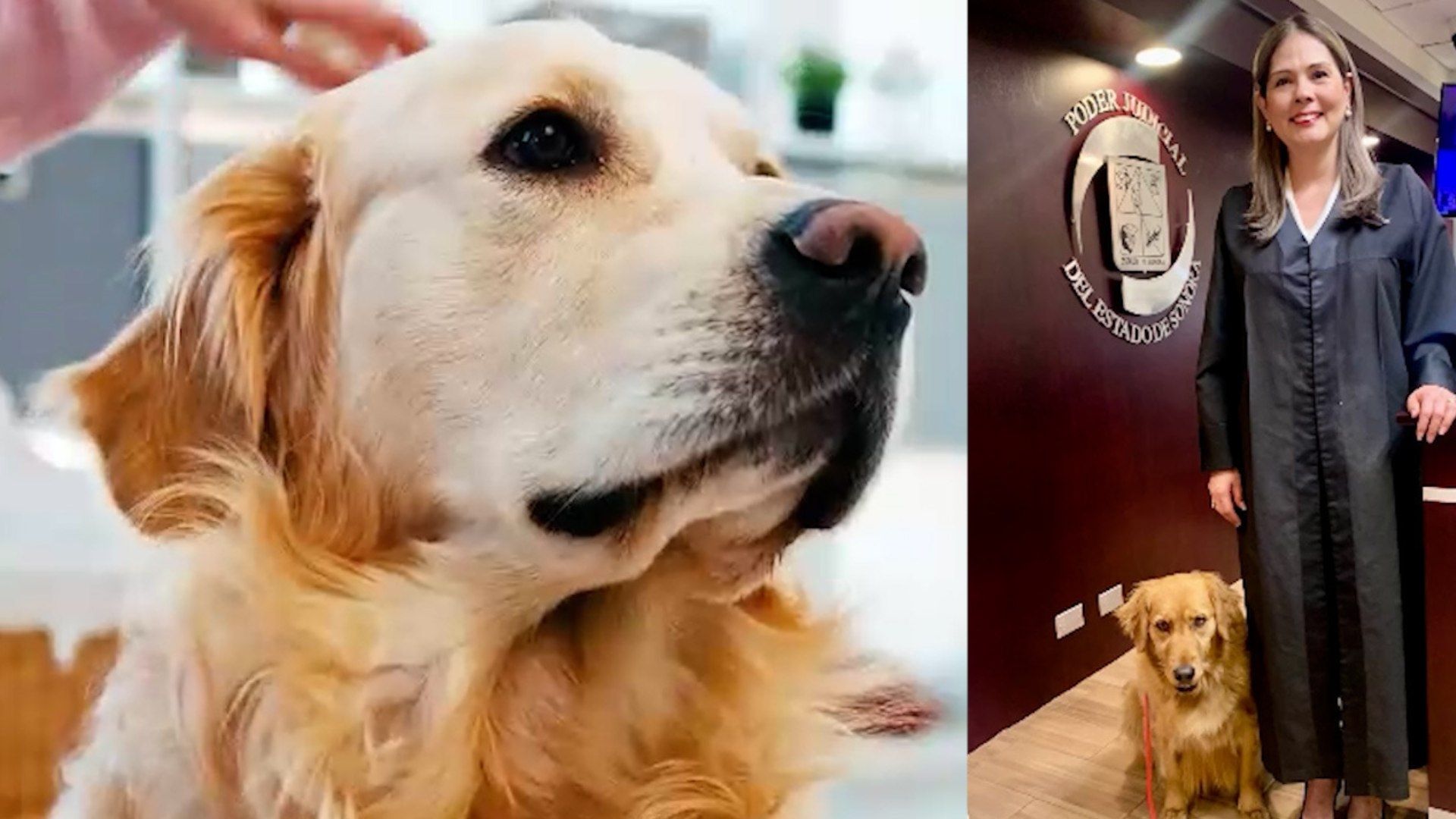 Perrita Ayudó a que Menores Declararan en un Juicio en Sonora