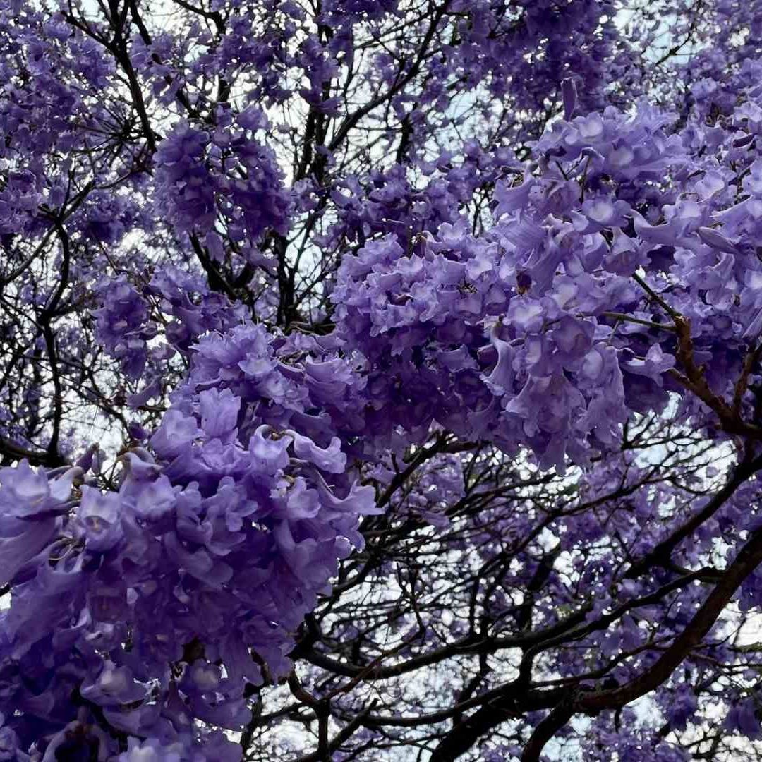 Floración Temprana de Jacarandas en CDMX Enciende Alerta Sobre el Cambio Climático