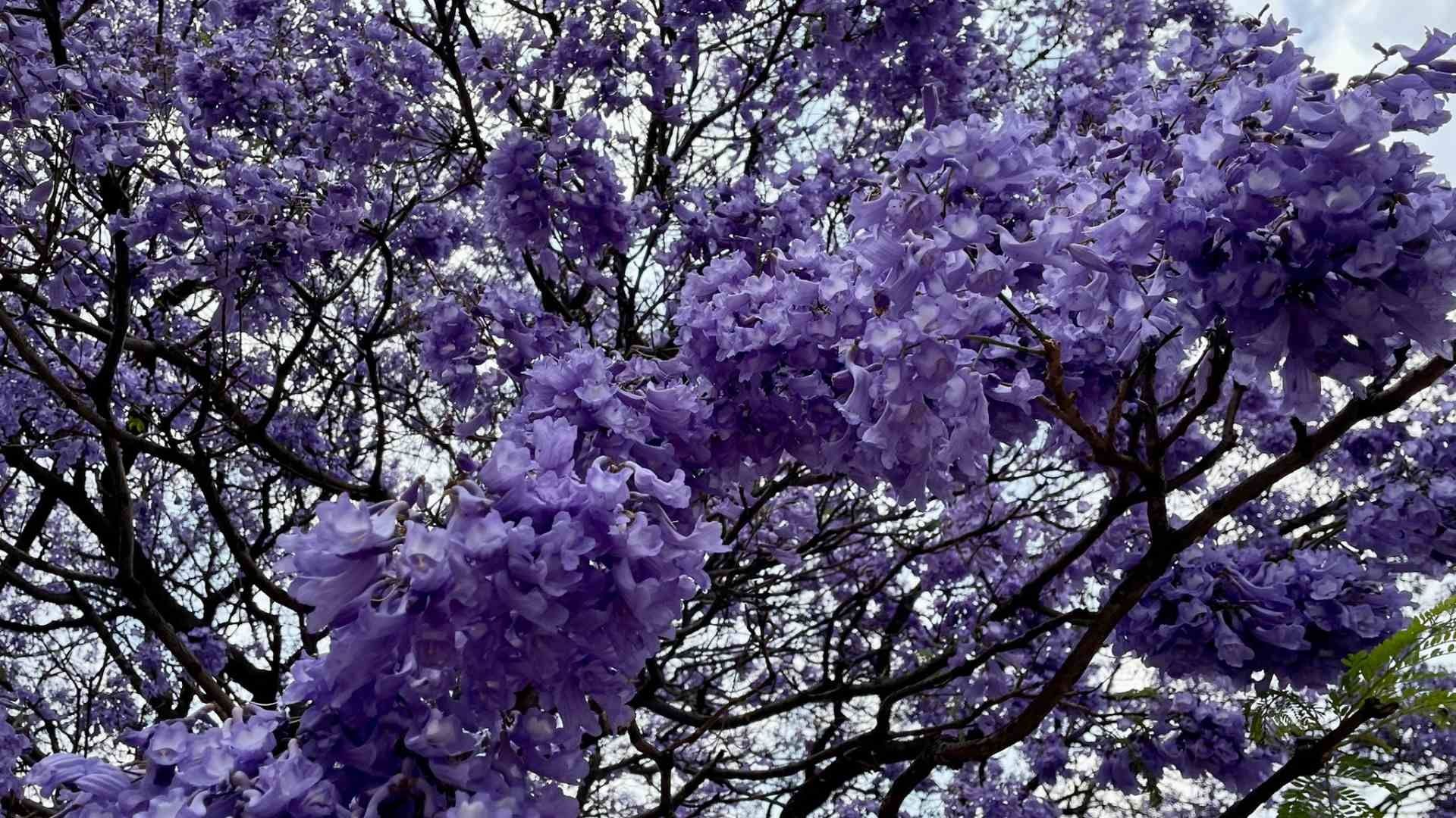 Floración Temprana de Jacarandas en CDMX Enciende Alerta Sobre el Cambio Climático
